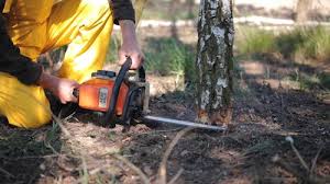 Best Tree and Shrub Care  in Griswold, IA